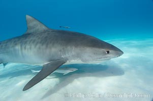 Tiger shark and live sharksucker (remora), Echeneis naucrates, Galeocerdo cuvier