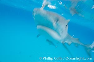 Tiger shark bumps the camera, photographed with a polecam (a camera on a long pole triggered from above the water, used by photographers who are too afraid to get in the water), Galeocerdo cuvier