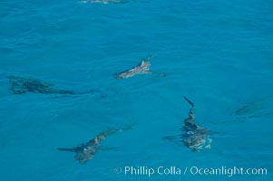 Tiger and lemon sharks gather over the shallow sand banks of the Northern Bahamas, Galeocerdo cuvier, Negaprion brevirostris