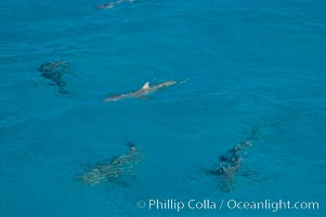 Tiger and lemon sharks gather over the shallow sand banks of the Northern Bahamas, Galeocerdo cuvier, Negaprion brevirostris