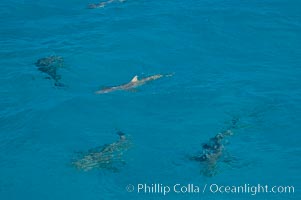 Tiger and lemon sharks gather over the shallow sand banks of the Northern Bahamas, Galeocerdo cuvier, Negaprion brevirostris
