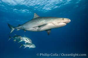 Stock photographs of tiger sharks, underwater images, from the Bahamas.