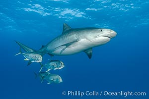 Tiger shark and horse-eye jacks, Galeocerdo cuvier