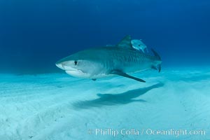 Tiger shark and horse-eye jacks, Galeocerdo cuvier