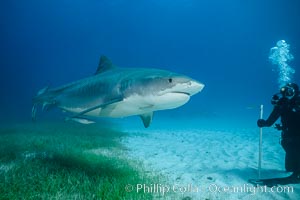 Tiger shark and SCUBA diver. Bahamas, Galeocerdo cuvier, natural history stock photograph, photo id 31904