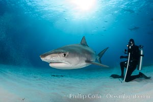 Tiger shark and SCUBA diver, Galeocerdo cuvier