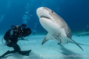 Tiger shark and underwater cameraman Jonathan Bird filming for television documentary, Galeocerdo cuvier