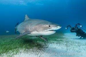 Tiger shark and underwater photographer, Galeocerdo cuvier