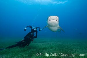 Tiger shark and underwater photographer, Galeocerdo cuvier