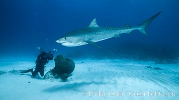 Tiger shark and underwater photographer, Galeocerdo cuvier