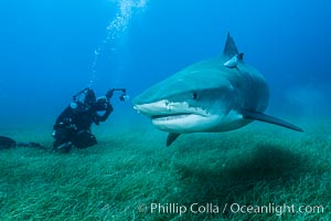 Tiger shark and underwater photographer, Galeocerdo cuvier