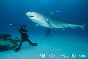 Tiger shark and underwater photographer, Galeocerdo cuvier