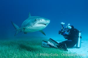 Tiger shark and underwater photographer, Galeocerdo cuvier