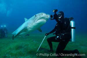 Tiger shark and underwater photographer, Galeocerdo cuvier