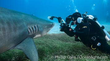 Tiger shark and underwater photographer, Galeocerdo cuvier