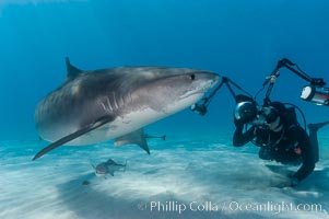 Tiger shark (Galeocerdo cuvier) and underwater photographer, Bahamas.