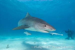 Tiger shark and photographer Ken Howard, Galeocerdo cuvier