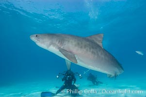 Tiger shark and photographer Jim Abernethy, Galeocerdo cuvier
