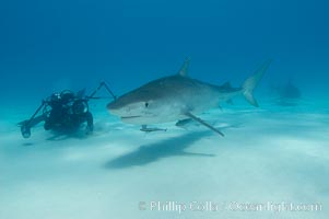 Tiger shark and photographer Keith Grundy, Galeocerdo cuvier