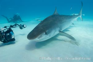 Tiger shark and photographer Jim Abernethy, Galeocerdo cuvier