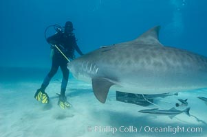 Diver fends off a large tiger shark with a small shark stick, Galeocerdo cuvier