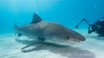 Tiger shark and photographer Keith Grundy, Galeocerdo cuvier