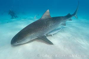 Tiger shark and photographer Ken Howard, Galeocerdo cuvier