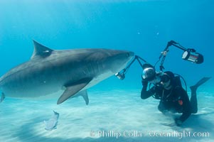 Tiger shark and photographer Keith Grundy, Galeocerdo cuvier