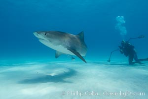 Tiger shark and photographer Ken Howard, Galeocerdo cuvier