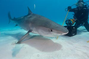 Tiger shark investigates box of bait tended by a diver, Galeocerdo cuvier