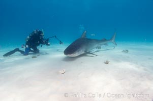 Tiger shark and photographer Ken Howard, Galeocerdo cuvier