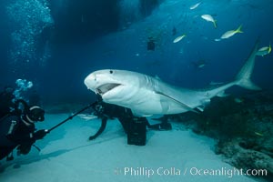 Photographing down the throat of a tiger shark with a Gopro on a selfie-stick, Galeocerdo cuvier