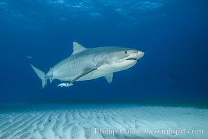 Tiger shark, Galeocerdo cuvier