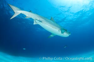 Tiger shark, Galeocerdo cuvier