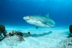 Tiger shark, Galeocerdo cuvier