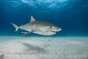 Tiger shark