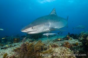 Tiger shark swimming over coral reef