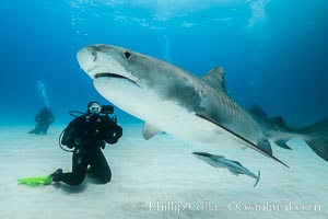 Tiger shark, Galeocerdo cuvier