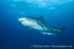 Tiger shark, Galeocerdo cuvier