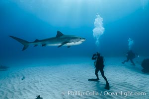 Tiger shark, Galeocerdo cuvier