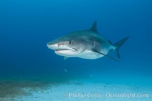 Pregnant tiger shark, gravid tiger shark, Galeocerdo cuvier