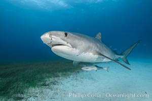 Tiger shark, Galeocerdo cuvier