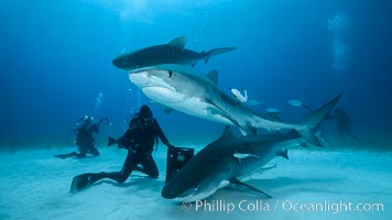 Expert hand feeds multiple tiger sharks in the Bahamas, Galeocerdo cuvier