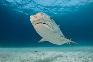 Injured tiger shark.  This young and small tiger shark shows injuries about its face, likely from bites by other sharks, Galeocerdo cuvier