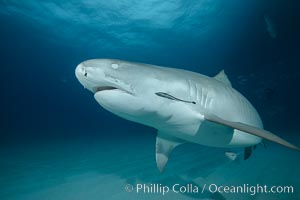 Tiger shark with closed nictating membrane