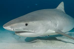 Tiger shark close up view, including nostrils and ampullae of Lorenzini, Galeocerdo cuvier