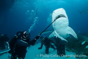 Photographing down the throat of a tiger shark with a Gopro on a selfie-stick, Galeocerdo cuvier