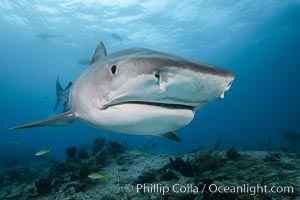 Tiger shark close up view, including nostrils and ampullae of Lorenzini, Galeocerdo cuvier