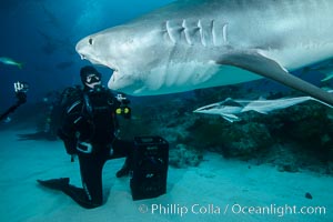 Expert hand feeds multiple tiger sharks in the Bahamas, Galeocerdo cuvier