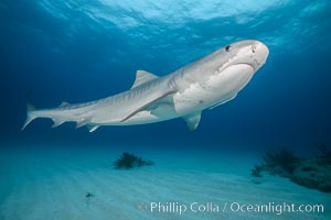 Tiger shark, Galeocerdo cuvier